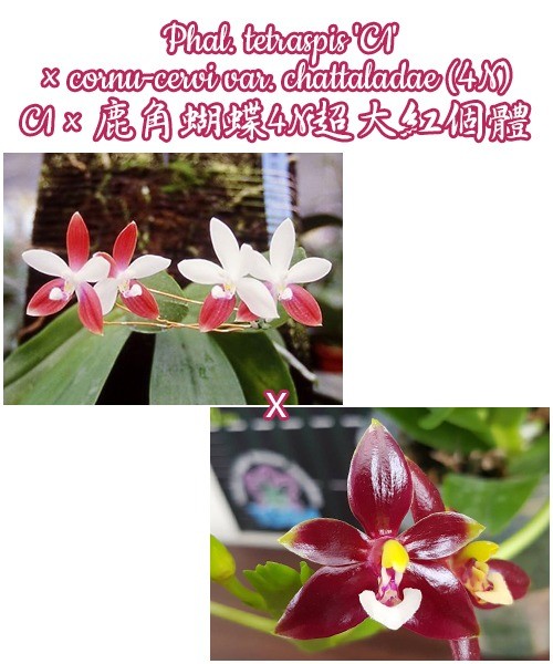 Phalaenopsis tetraspis 'C1' × cornu-cervi var. chattaladae (4N)