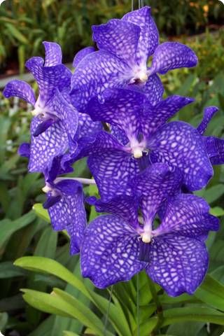Vanda Blue Magic - Giulio Celandroni Orchidee