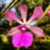 Catyclia Alden Reese (Catyclia Purple Glory × Encyclia cordigera)