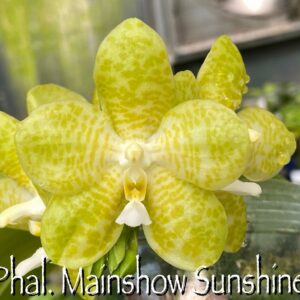 Phalaenopsis Mainshow Sunshine (Lyndon Ever Emerald x gigantea alba MS #3) Mainshow