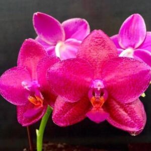 Phalaenopsis Mituo King ‘Big Pink’ (Clone) Mainshow