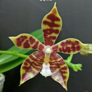 Phalaenopsis Almanis (= mannii × tetraspis)