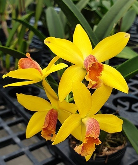 Brassolaeliocattleya Blc. Waikiki Gold × L. briegeri
