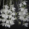 Dendrobium superbum var. alba