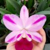 Cattleya Mona Pink 'Hiromi' (C. Pri Pri × C. Mini Purple)