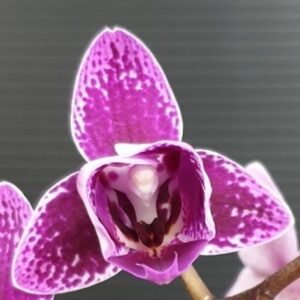 Phalaenopsis Chia E Yenlin (variegata & 3 lips)