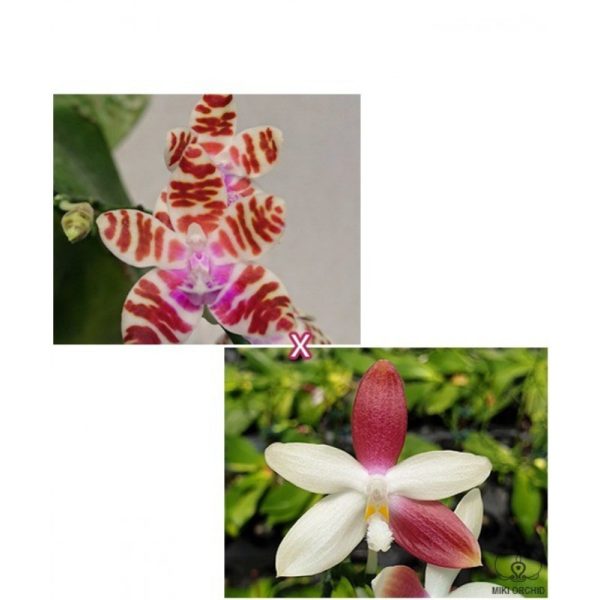 Phalaenopsis mariae × tetraspis 'C1'