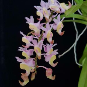 Aerides odorata 'Philippines' (Pink with Yellow cheeks)