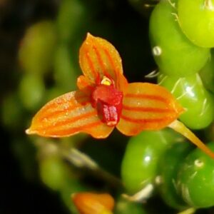 Bulbophyllum moniliforme