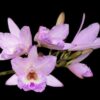 Laelonia Joice Hylton (Laelia rubescens x Broughtonia negrilensis)