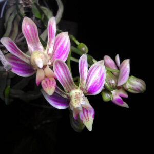 Phalaenopsis finleyi