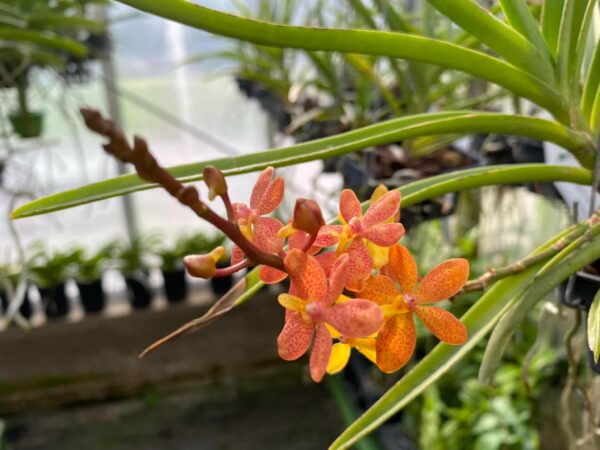 Renanthera monachica x Ascocentrum curvifolium