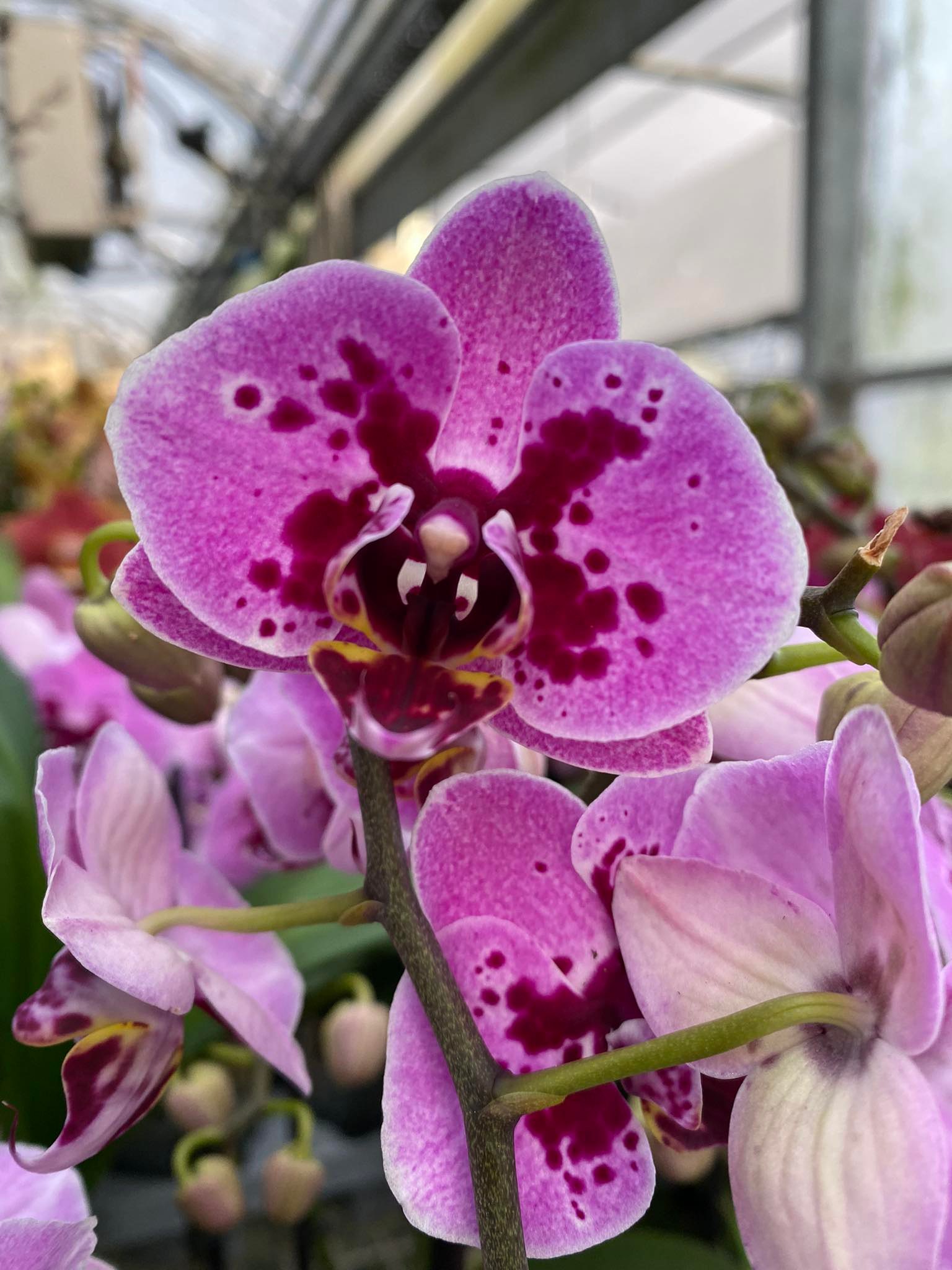 Phalaenopsis Violet Panther - Giulio Celandroni Orchidee