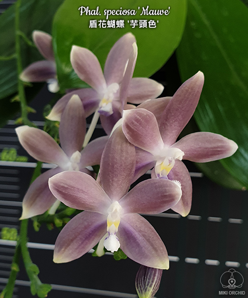 Phalaenopsis speciosa 'Mauve' - Giulio Celandroni Orchidee