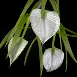 Brassavola subulifolia