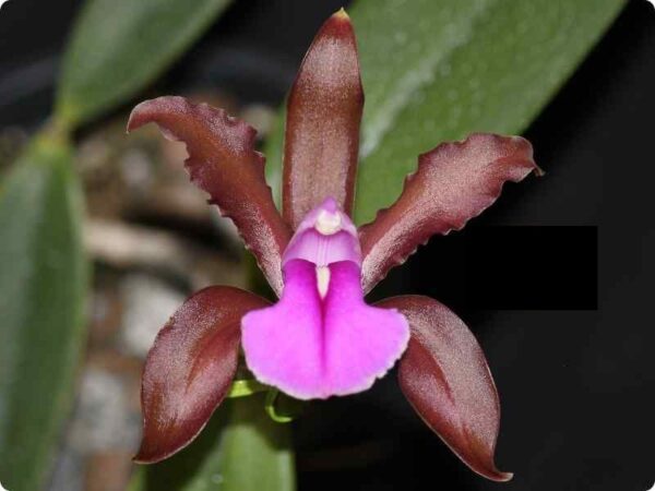 Cattleya bicolor 'chocolate' - Br orquidea