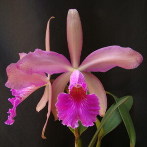 Cattleya Whitei (C. schilleriana х C. warneri) - Br orquidea
