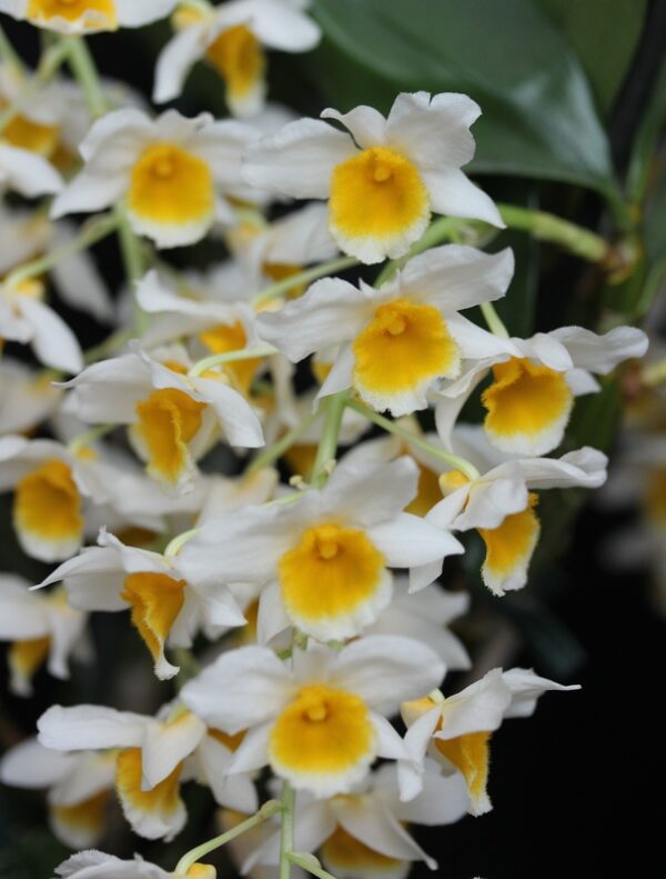 Dendrobium Memoria Christa Erdmann (griffithianum x farmeri)