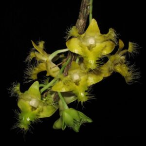 Dendrobium roslii