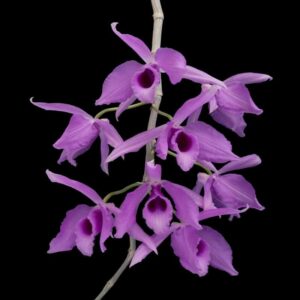 Dendrobium superbum (variegata)