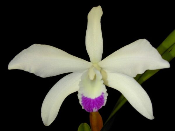 Laelia perrinii var. semi-alba - Br orquidea