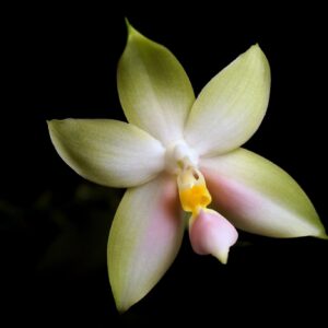 Phalaenopsis bellina f. chloracea