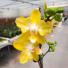 Phalaenopsis I-Hsin Beaming Sun (peloric - 2 eyes)
