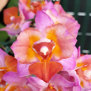 Phalaenopsis Liu's Triprince 'pink' (peloric - 3 lips)