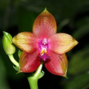 Phalaenopsis Penang Girl (Phal. venosa CH x Phal. violacea f. indigo)