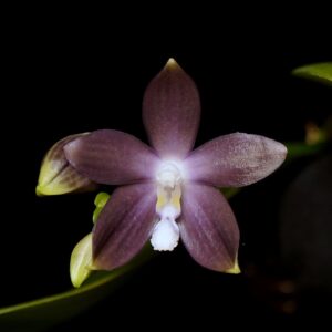 Phalaenopsis tetraspis f. livida (MC)