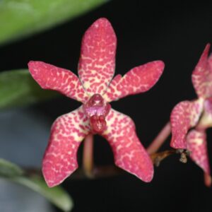 Renanstylis Arizona Star (Renanthera bella × Rhynchostylis gigantea)