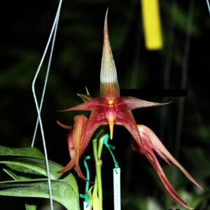 Bulbophyllum echinolabium x Bulbophyllum reticulatum