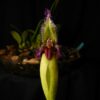 Bulbophyllum fascinator var. semi alba