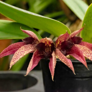 Bulbophyllum frostii x Bulbophyllum phalaenopsis