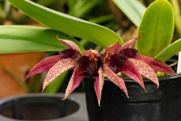 Bulbophyllum frostii x Bulbophyllum phalaenopsis