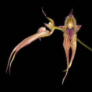 Bulbophyllum Linda's Glory (B. fascinator × B. bicolor)