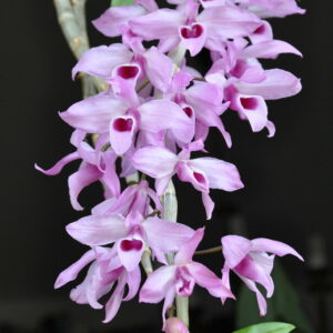 Dendrobium (supernestor s/a x parishii s/a)