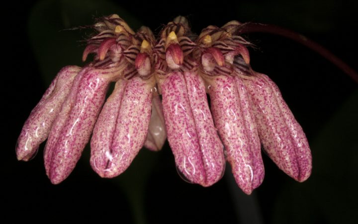 Bulbophyllum-auratum-2